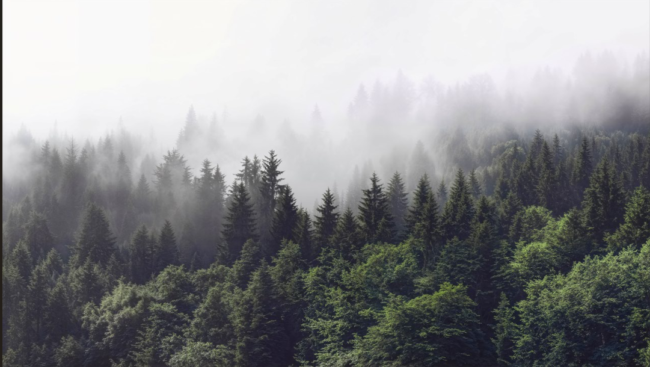 Фотошпалери Ліс у тумані. Ціна 2700 грн за виріб.